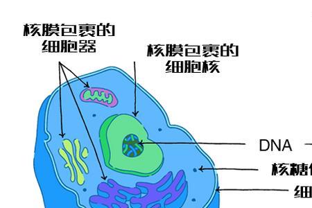 原核细胞都有哪些