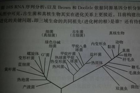 三域指的是哪三种动物