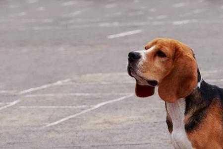 米格鲁犬智商排名