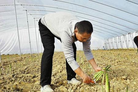 芦笋种植后什么时候浇水