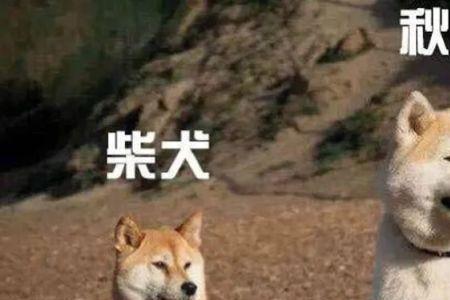 秋田犬和柴犬养哪个好