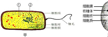 原核细胞的基本结构