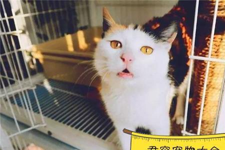 猫关起来一直叫怎么办