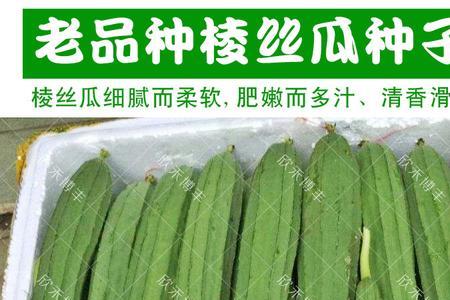 八棱瓜种植技术八棱瓜怎么种植