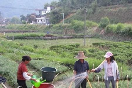 植物浇水是浇凉开水还是生水好