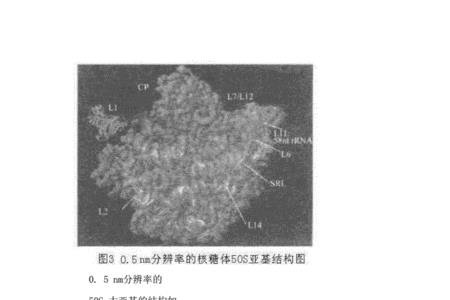 核糖体的简称