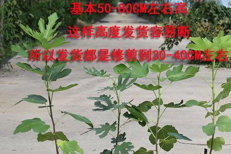 格莱斯无花果特点