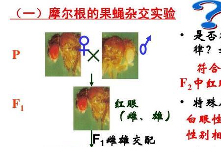 果蝇的染色体有多少对