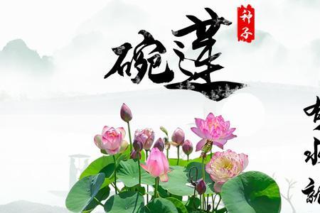 盆栽水莲花什么时候开