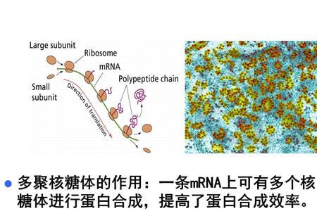 核糖体的形成与什么有关