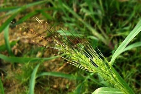 禾本科植物与双子叶植物的区别