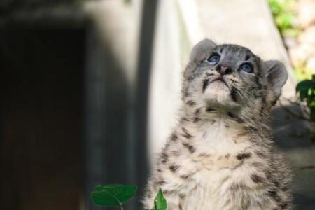 雪豹猫掉毛吗