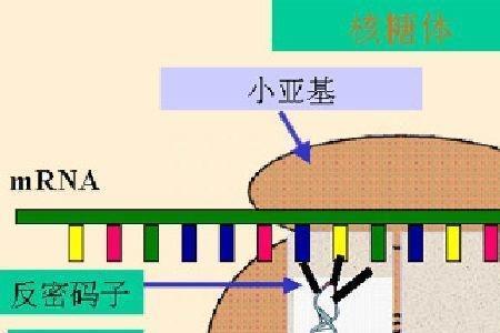 核糖体与核糖有什么关系