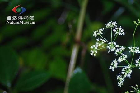 隔山香煲汤配方