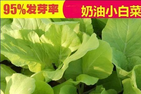 奶油小白菜适合多高温度