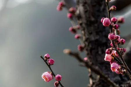 梅花扑鼻来的前一句是什么