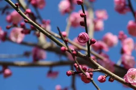 梅花在沙漠可以生存吗