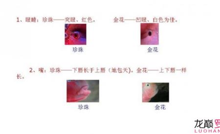 珍珠和金花区别