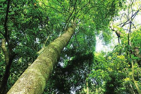 金丝楠树种植方法