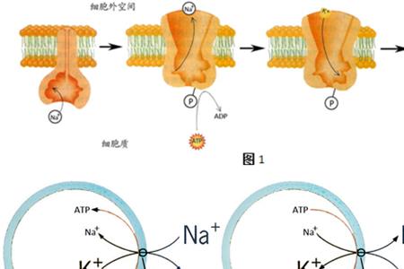 atp酶复合体的合成场所