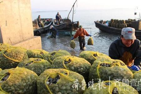 蛤蜊人工养殖是怎么养的