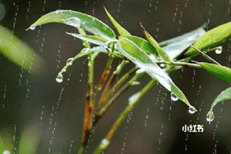 淅沥小雨的意思