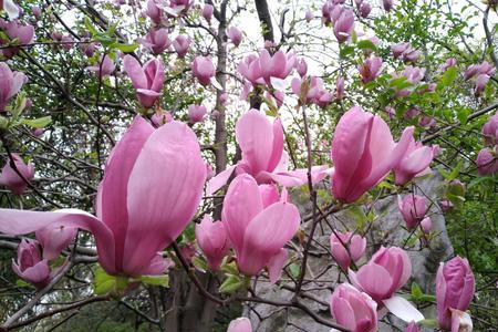 鲜花遍地开花是什么意思