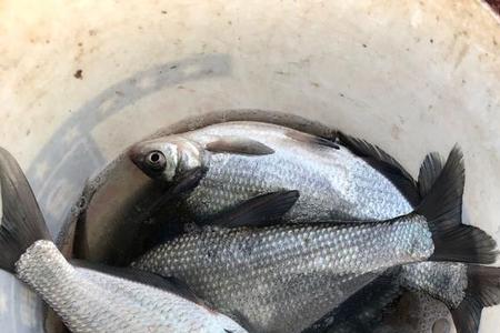 夏天浮钓鳊鱼怎么找水层