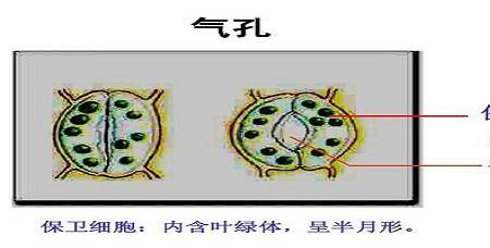 什么的气孔