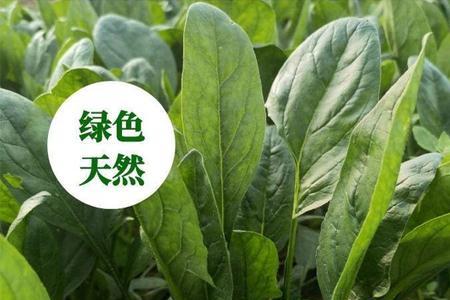 红根菠菜在北方种植时间和方法