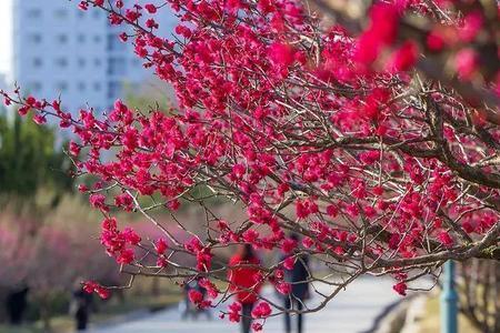 即墨鳌角石梅花什么时间开