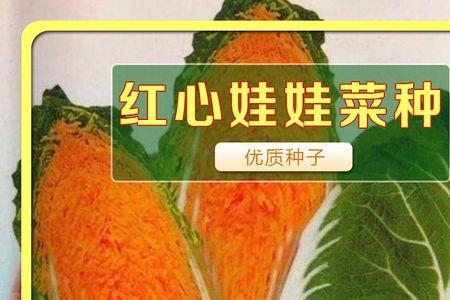 红心白菜什么时候变红