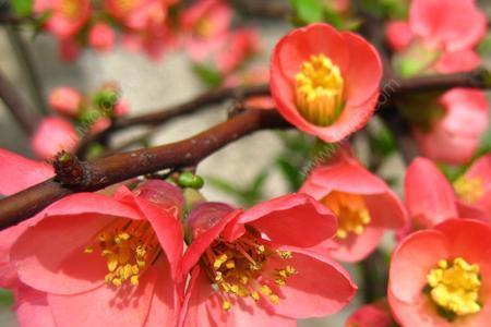 海棠花先长叶子还是先开花