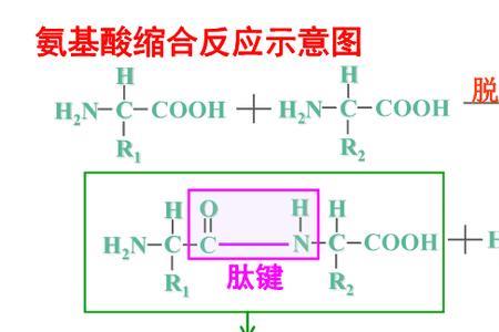 脱水缩合需要水解酶吗