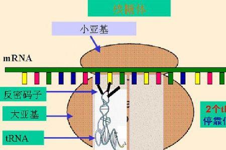 细胞中的核糖体是怎样分布的