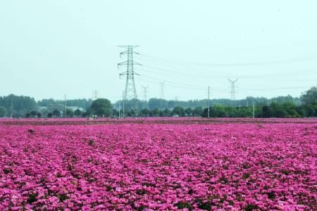 遍地花开是什么