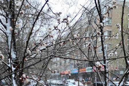 春天下的雪叫什么雪