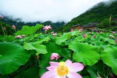 云雾仙子荷花品种