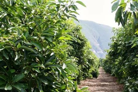 牛油果树在陕西地区可种植吗