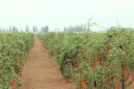 在四川宜宾适合种植枸杞吗