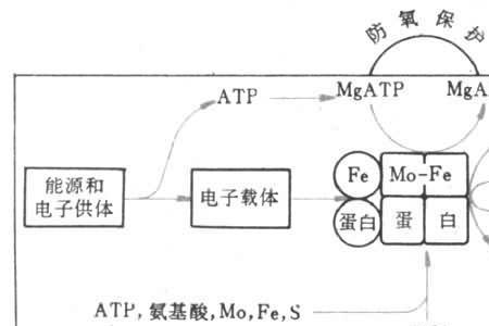 什么事固氮反应