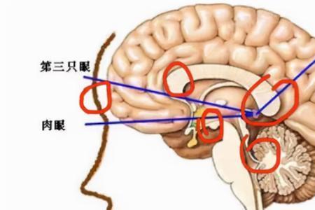 第三只眼观生命的本质