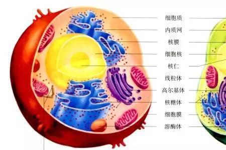 原核生物有没有细胞质