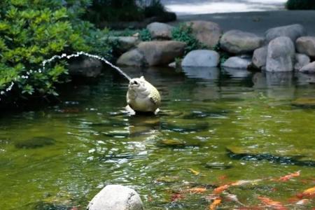 空调水养鱼好还是自来水养鱼好