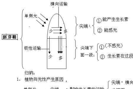 有机氮生长素怎么使用