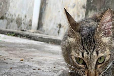 流浪猫挑食怎么解决