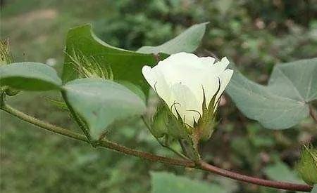 棉花八月初棉桃开花正常吗