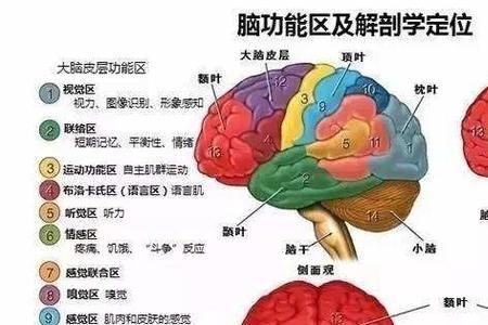 语言组织是左脑还是右脑