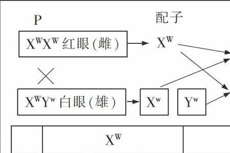 什么是杂交合子