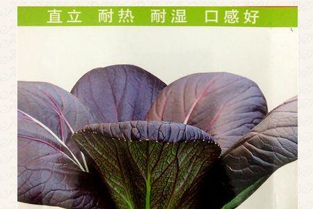 紫贵妃油菜种子怎么种